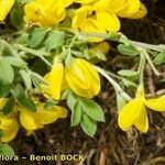 Cytisus ardoinoi Other