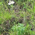 Anemonastrum narcissiflorum Habit