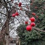 Crataegus laciniata Плід