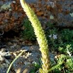 Orostachys spinosa Fruto
