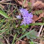 Scilla forbesii Habit