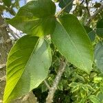 Erythrina fusca Lapas