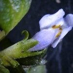 Mazus pumilus Flower