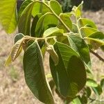 Annona cherimolaপাতা