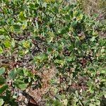 Arctostaphylos columbiana ᱥᱟᱠᱟᱢ