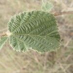 Grewia villosa Leaf