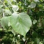 Tilia dasystyla List