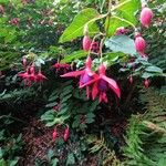 Fuchsia magellanica Cvet
