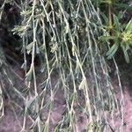 Genista monspessulana Hoja