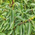 Prunus lusitanica Leaf