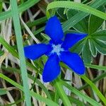 Gentiana sierraeFlors