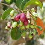 Syzygium densiflorum Frucht