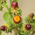 Inula conyza Blüte