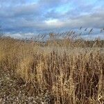 Phragmites australis Vekstform