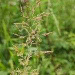 Agrostis capillaris 花