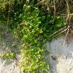 Cochlearia danica Habitus