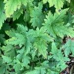 Aconitum columbianum Hoja