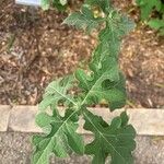 Montanoa grandiflora Leaf