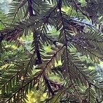 Sequoia sempervirens Foglia