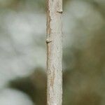 Rhododendron argyrophyllum Bark