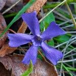 Vinca difformis Květ