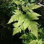 Gymnocarpium dryopteris Blatt