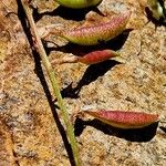 Astragalus australis Ŝelo