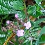 Thymus serpyllum 花