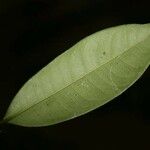 Lecythis idatimon Leaf