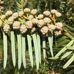 Cephalotaxus fortunei Leaf