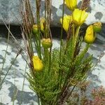 Euryops abrotanifolius