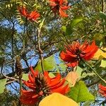 Erythrina variegata പുഷ്പം