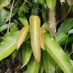 Calophyllum soulattri Leaf