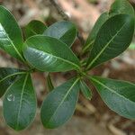 Psychotria kaduana ഇല