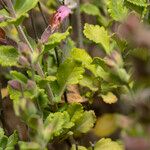 Teucrium divaricatum Feuille