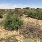 Indigofera oblongifolia आदत