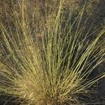 Stipa capillata برگ