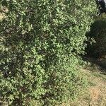 Quercus suber List