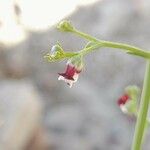 Scrophularia striata Flower