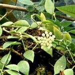 Hoya lacunosa Flor