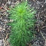 Adonis vernalis Feuille