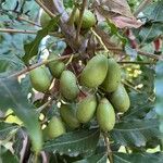 Harpephyllum caffrum Fruit