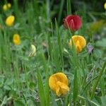 Lotus parviflorus 花