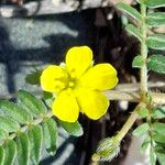 Tribulus terrestris फूल