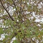 Liquidambar styraciflua Blatt