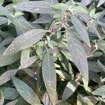 Ruellia humilis Leaf