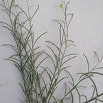 Linaria tenuis