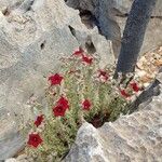 Huernia macrocarpa Žiedas