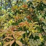 Pieris formosa Likasa