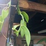 Vanilla planifolia Blatt